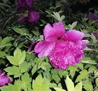 爱游戏彩票 -:???罸蛶q_